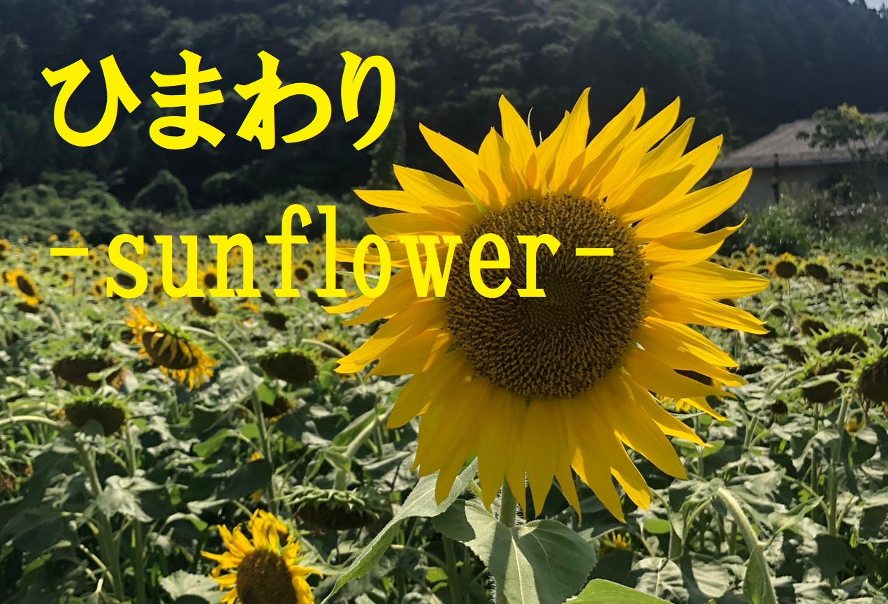 ひまわり